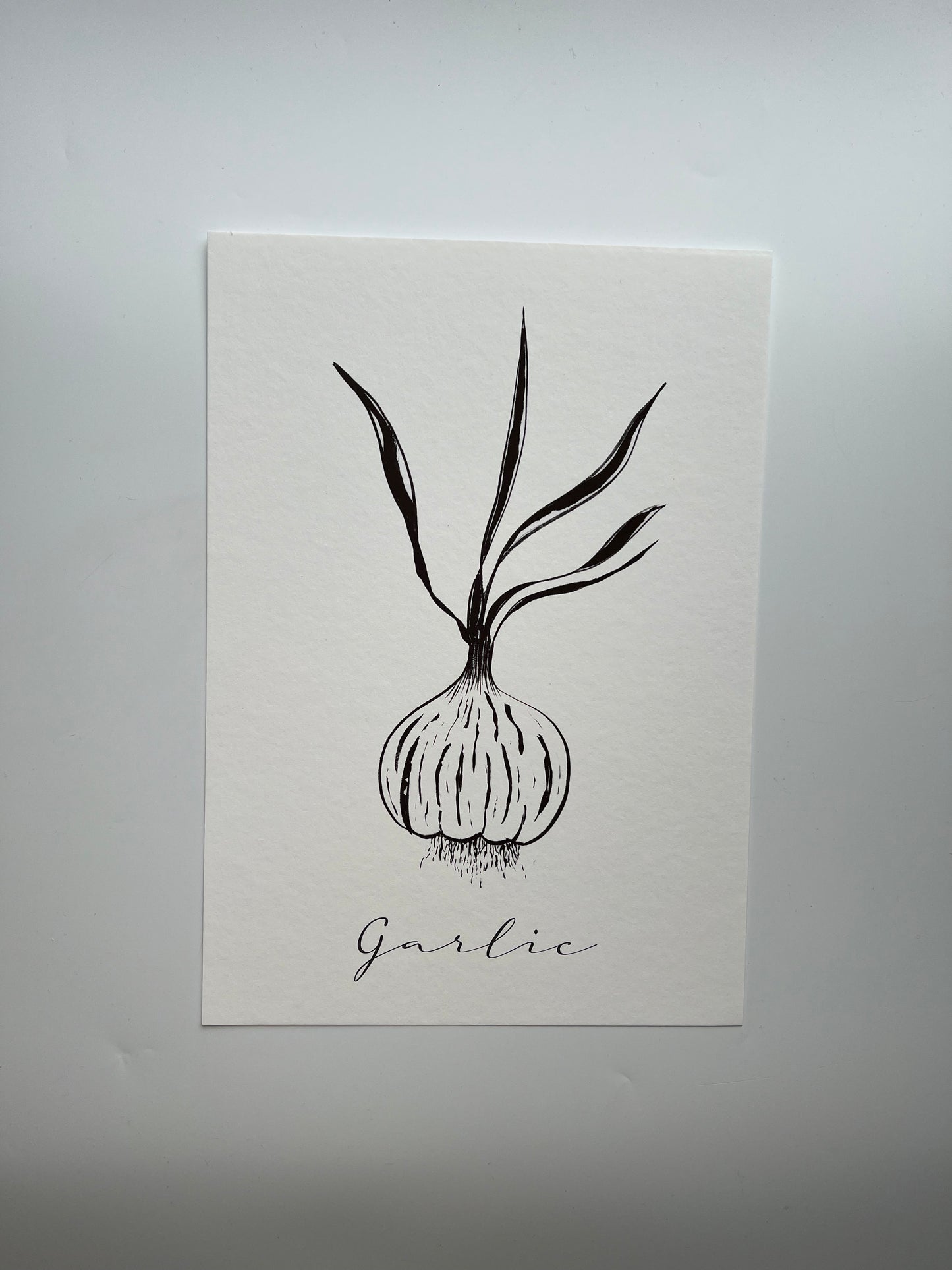 Garlic Bullb