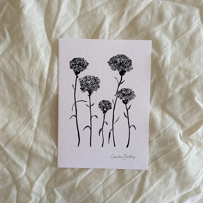 Carnation Dianthus