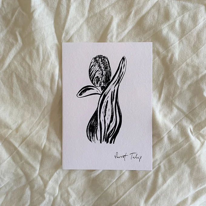 Closed Parrot Tulip