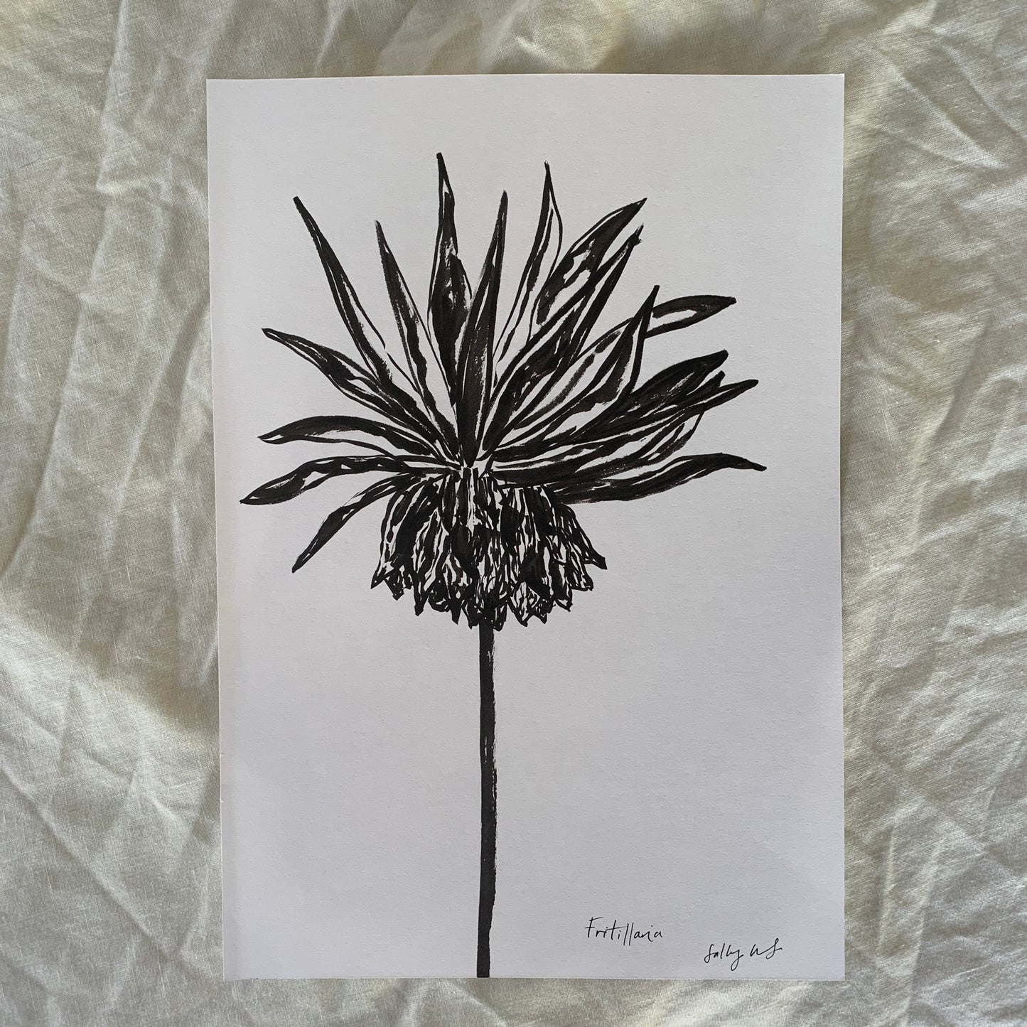 Fritillaira Imperialis