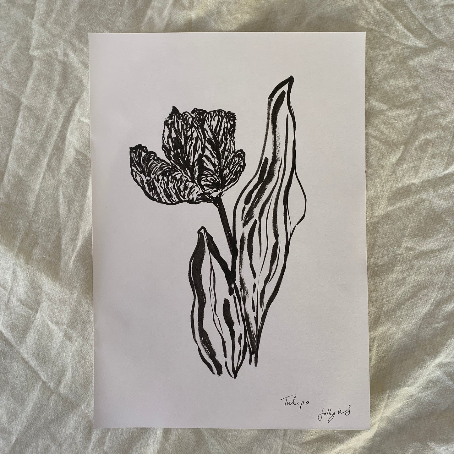 Parrot Tulip