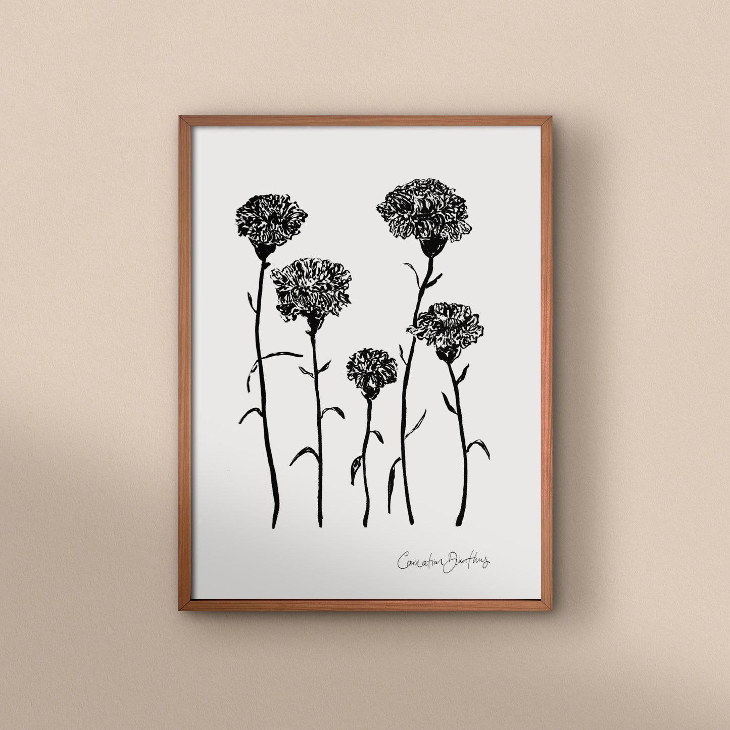 Carnation Dianthus