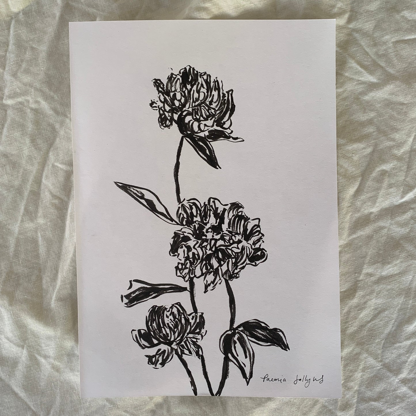 Paeonia